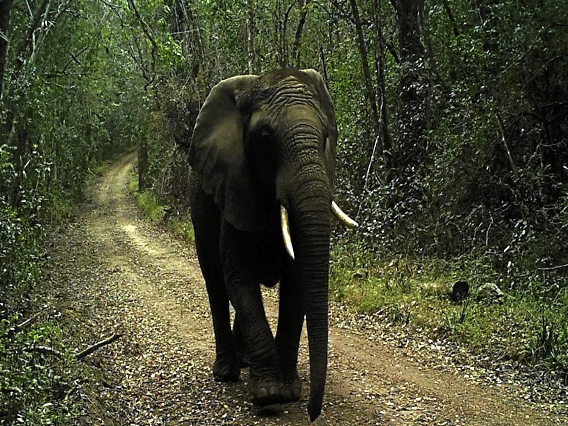 What is believed to be the last living Elephant roaming in the Knysna Forest - a lone female, the Matriarch